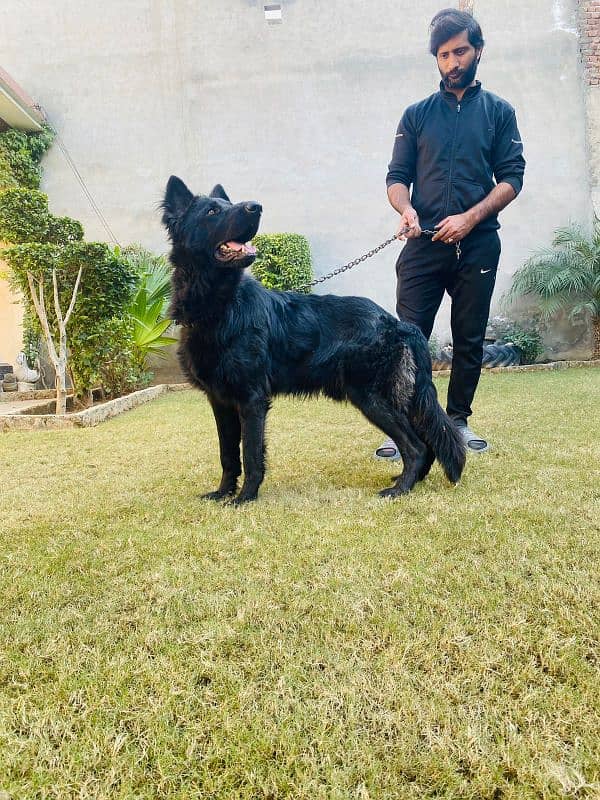 German shepherd available for sale 2