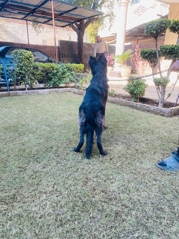 German shepherd available for sale 3