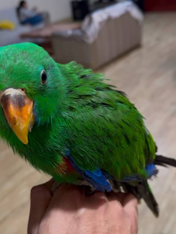 electus / eclectus male chick home breed for sell 4 month self 0