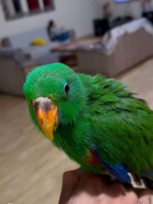 electus / eclectus male chick home breed for sell 4 month self 1