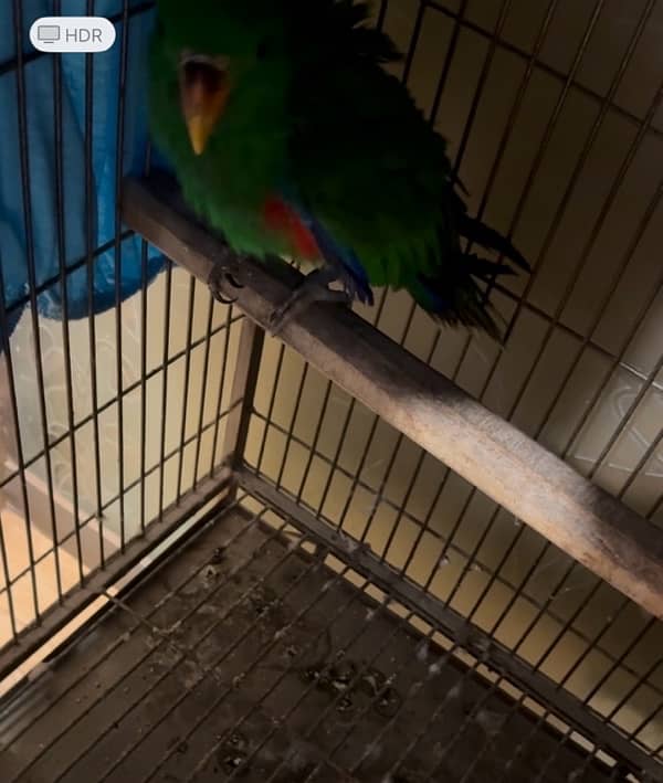 electus / eclectus male chick home breed for sell 4 month self 2