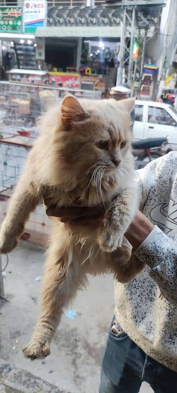 Male Cat Sale (Matting Cat) 0