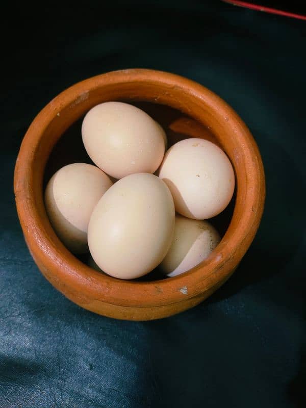 aseel heera fertile eggs 0