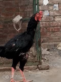 beautiful animal ,breedal hen