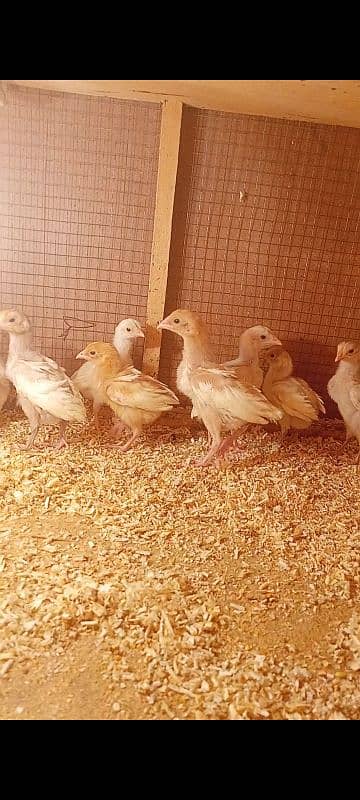 Aseel|paper white heera aseel hen |Chena aseel murgha |heera chicks 6