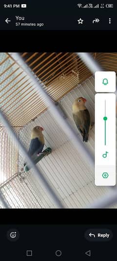 parbule pair h eggs k sat or cage be h