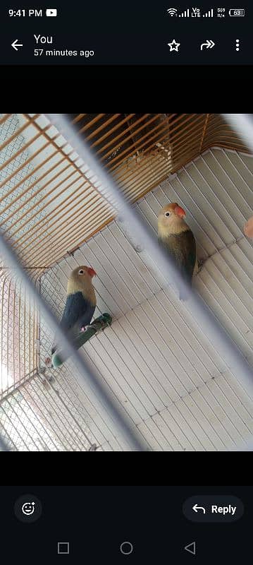 parbule pair h eggs k sat or cage be h 1