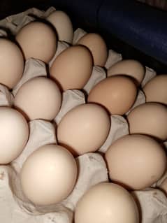 dasi eggs