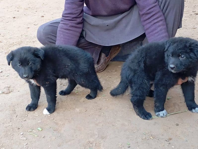 Black GSD long coat puppy 0