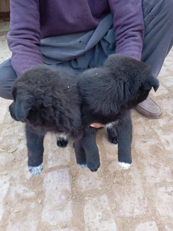 Black GSD long coat puppy 1