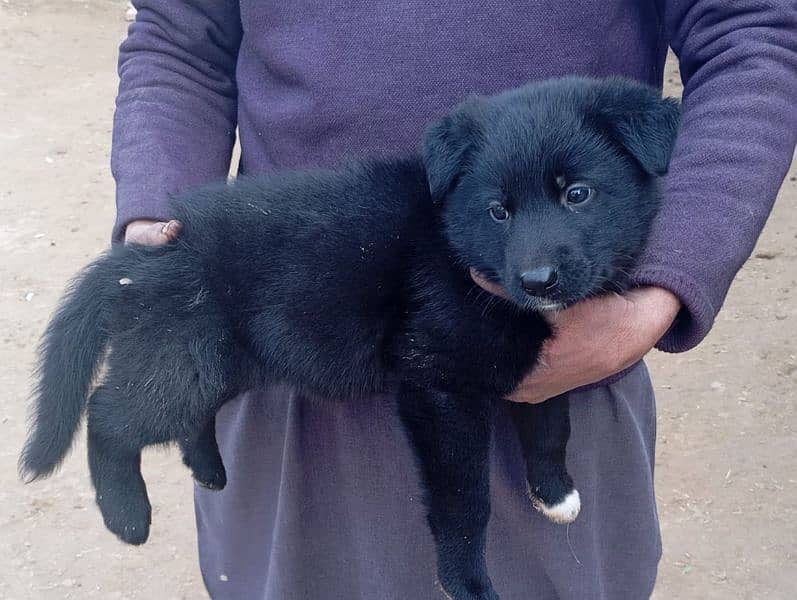 Black GSD long coat puppy 6