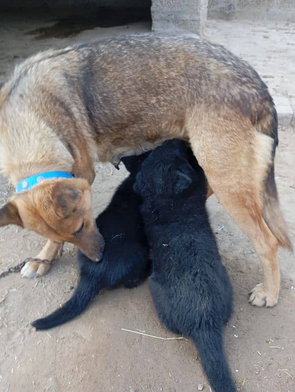 Black GSD long coat puppy 7