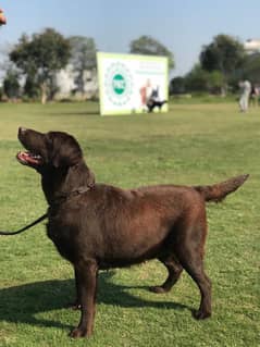 Chocolate Labrador