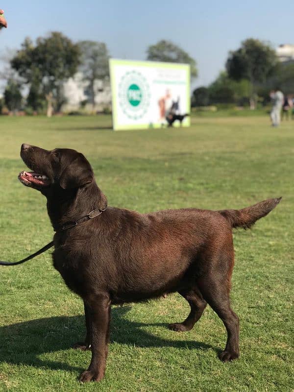 Chocolate Labrador 0