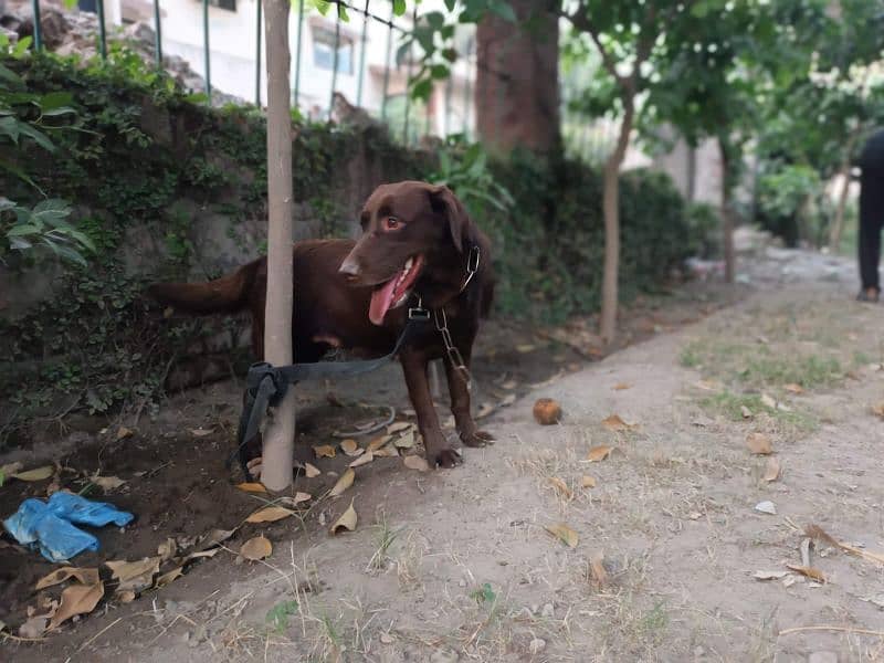 Chocolate Labrador 1