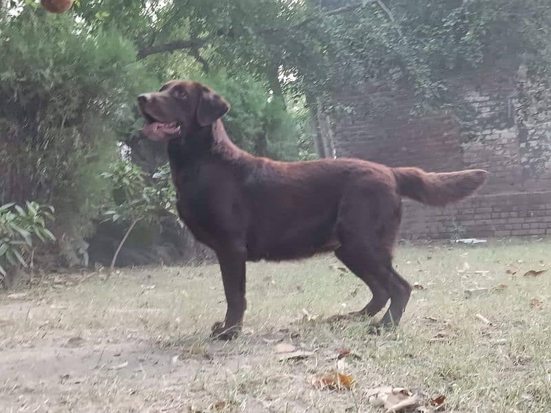 Chocolate Labrador 2