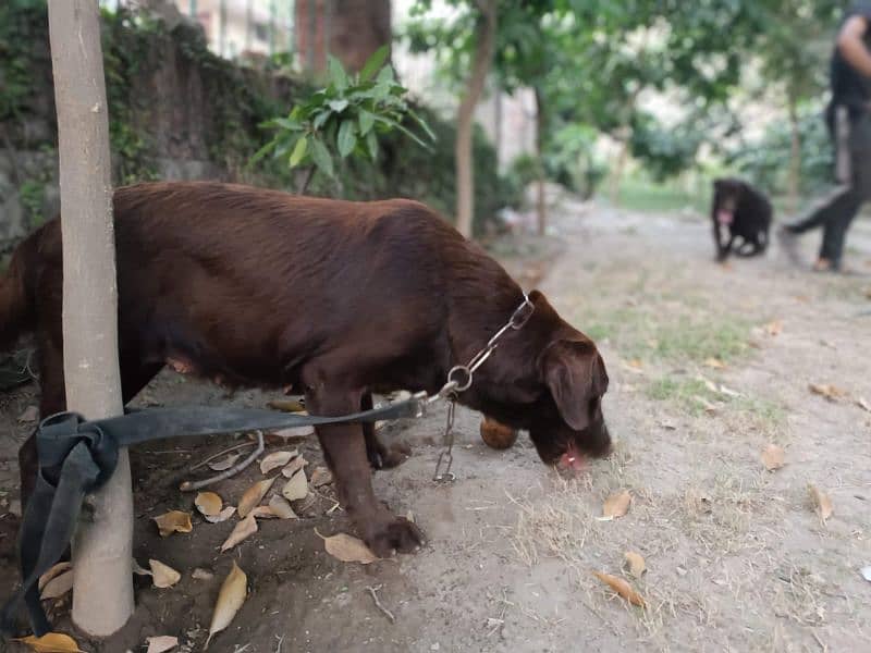 Chocolate Labrador 3