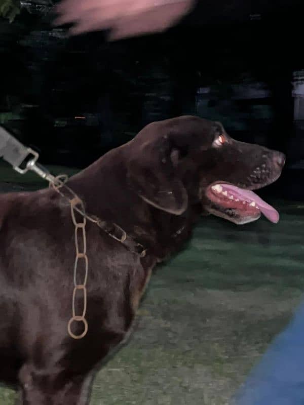 Chocolate Labrador 4