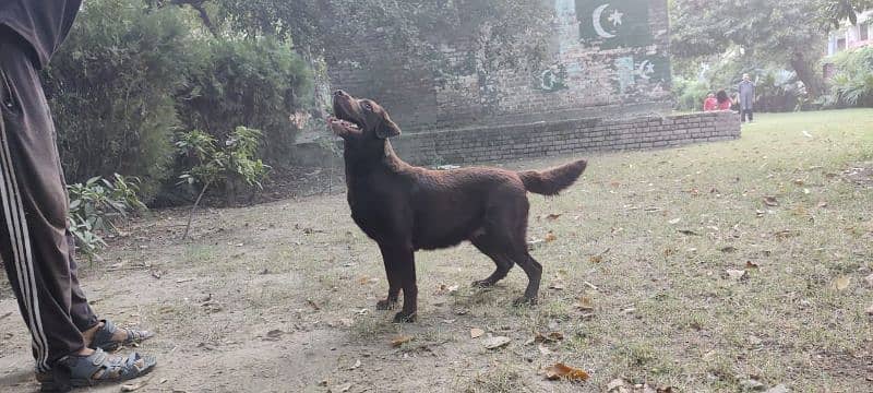 Chocolate Labrador 5