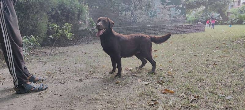 Chocolate Labrador 6