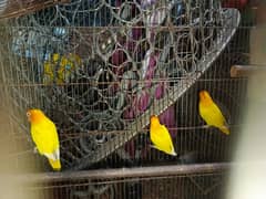 Latino|Love Birds|Parrot|tota|sale|Australian Parrot|Parrots|Budgies