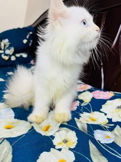 persian cat for urgent sale 0342.7588638 My Whatsapp