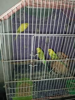 Three Australian parrot with cage