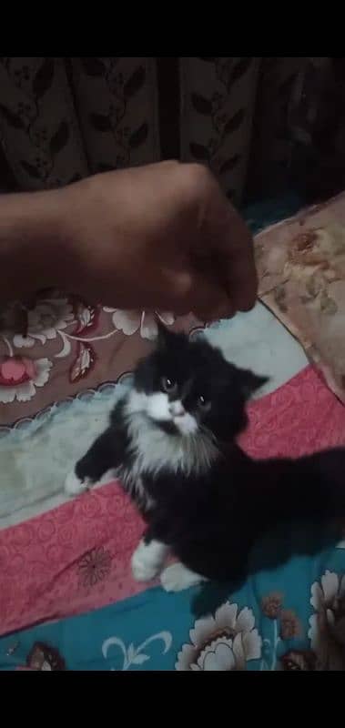 pershian 3 Female cat & 1 male cat for sale 5