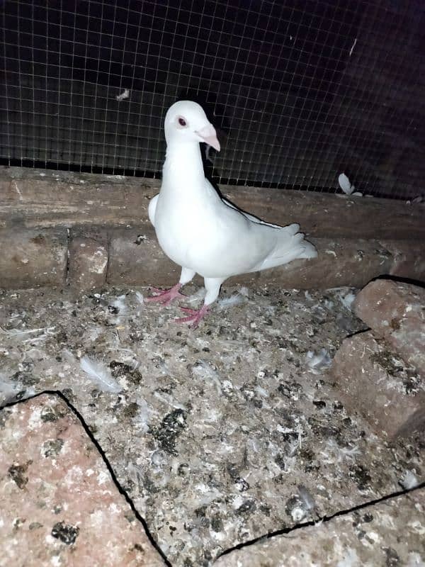 white pigeon 03466610506 4