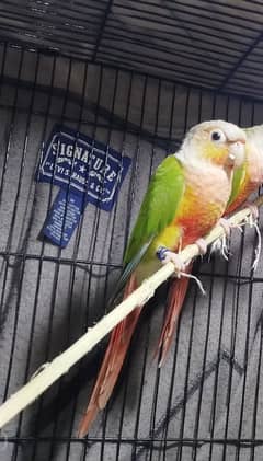 pineapple conure red factor