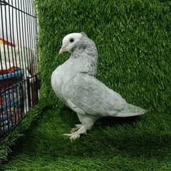 silver mukhi Breder Female with 2 chicks and sentinet pair For sale