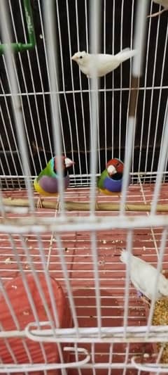 gouldian males