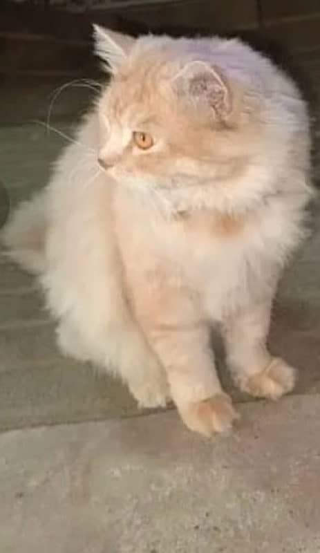 Persian Cat named Tom male Available for sale 1