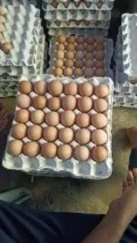 Fresh Table Organic Brown Eggs 50g to 75g plus 0