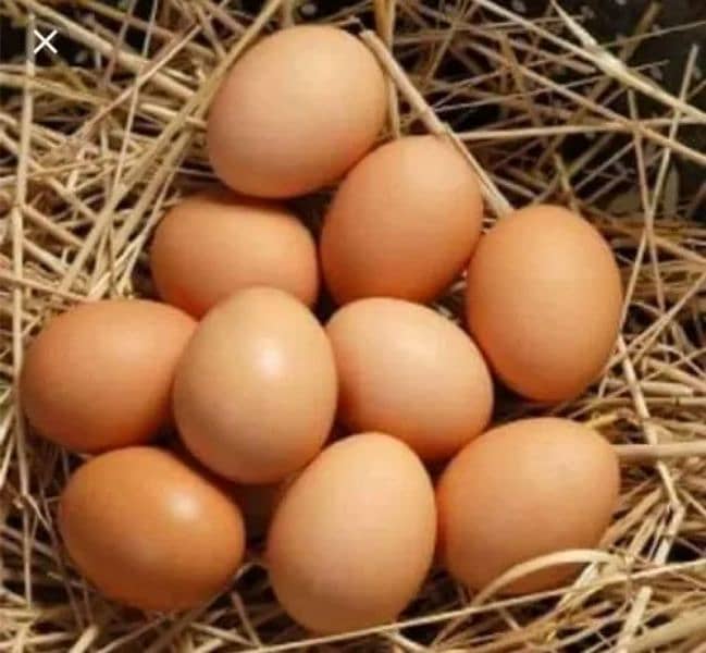 Fresh Table Organic Brown Eggs 50g to 75g plus 9