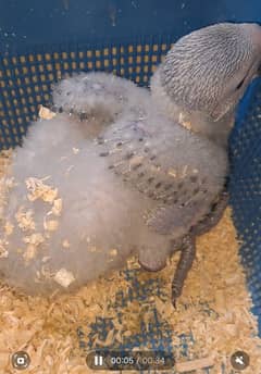 African grey chiks