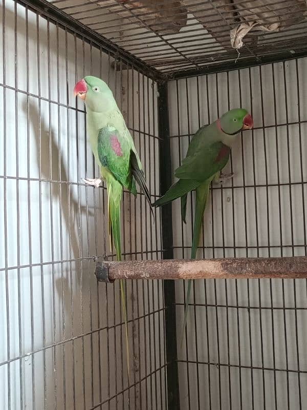 Raw, Lovebird and 2 Cages 0