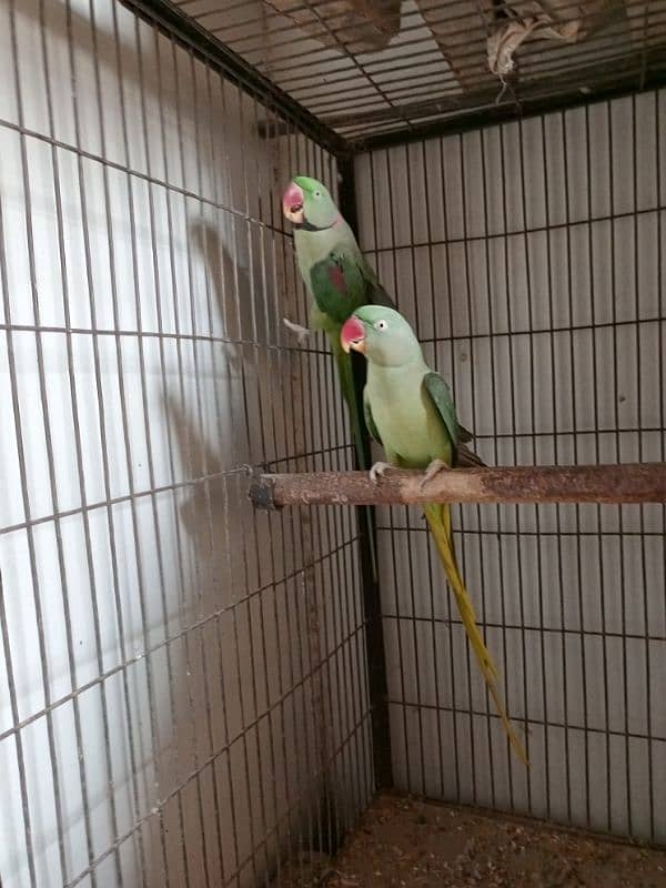 Raw, Lovebird and 2 Cages 1