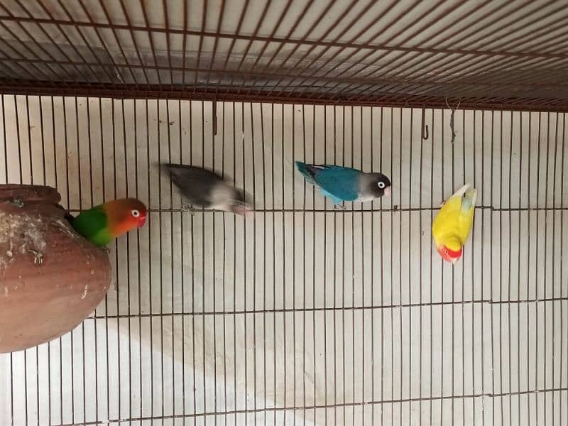 Raw, Lovebird and 2 Cages 2