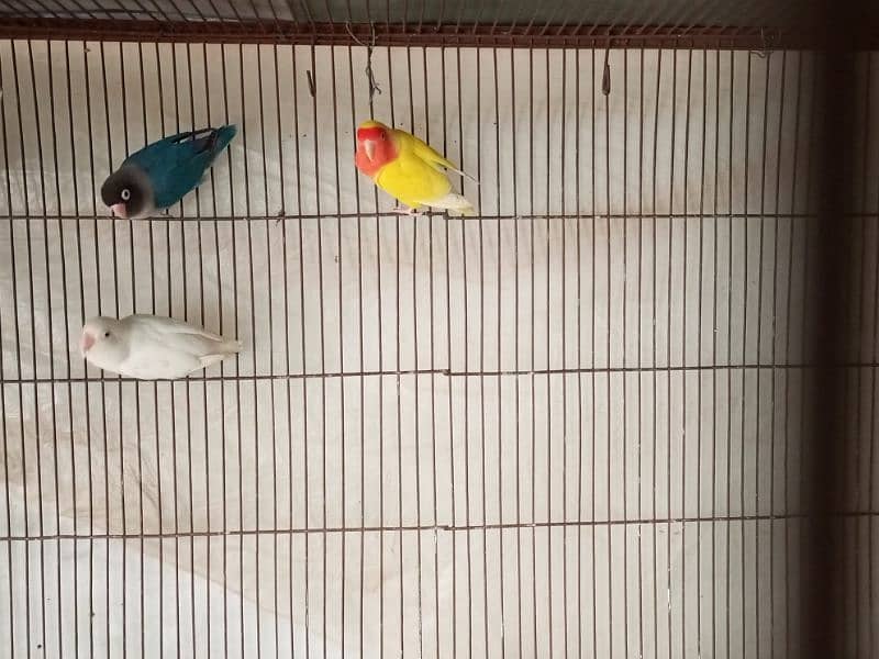 Raw, Lovebird and 2 Cages 3