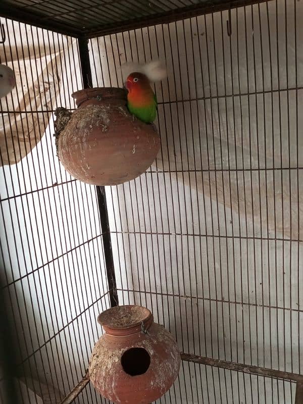 Raw, Lovebird and 2 Cages 4