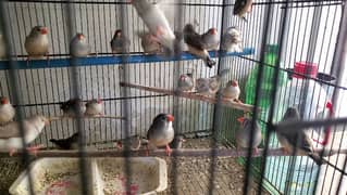 Breeder and ready to breed undersize mutattion finches