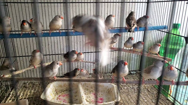 Breeder and ready to breed undersize mutattion finches 1