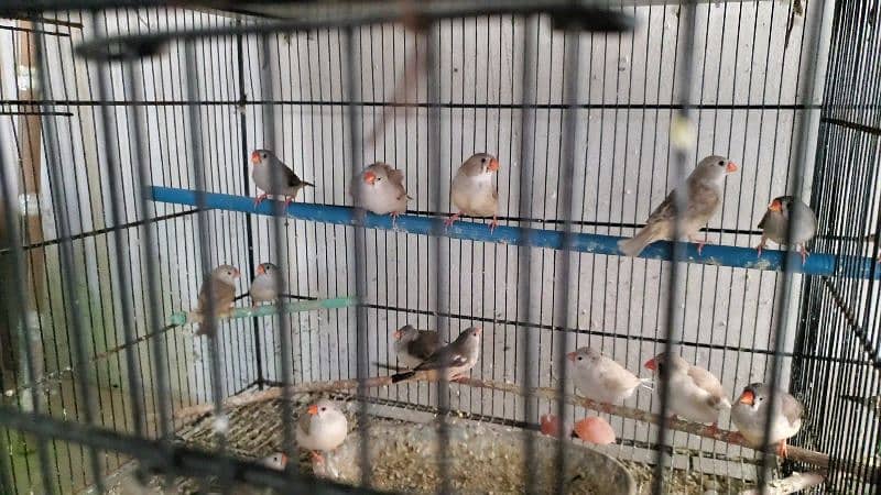 Breeder and ready to breed undersize mutattion finches 2