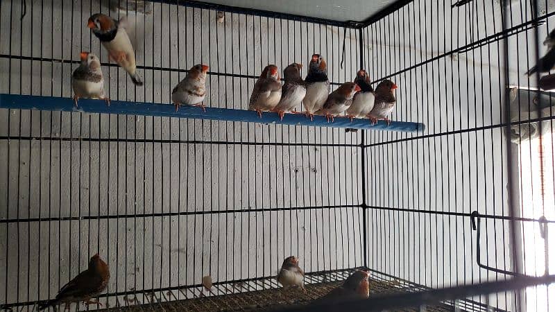 Breeder and ready to breed undersize mutattion finches 3