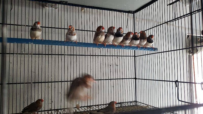 Breeder and ready to breed undersize mutattion finches 4