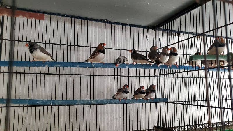 Breeder and ready to breed undersize mutattion finches 5