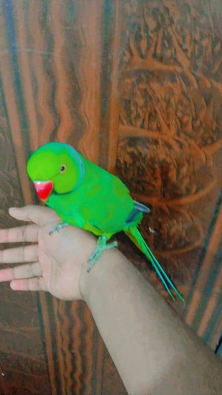 HANDTAME RINGNECK 1