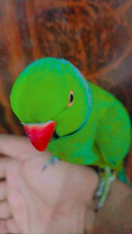 HANDTAME RINGNECK 2