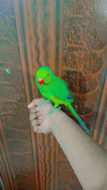 HANDTAME RINGNECK 3